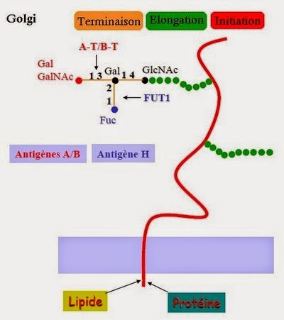 biosynthÃ©se du systÃ¨me ABO