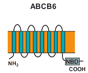 ReprÃ©sentation schÃ©matique de ABCB6