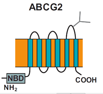 Représentation schématique de ABCG2