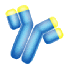 anticorps