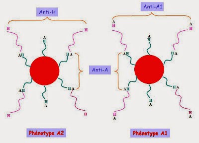 Représentation des antigènes A1 et A2