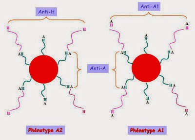 ReprÃ©sentation des antigÃ¨nes A1 et A2