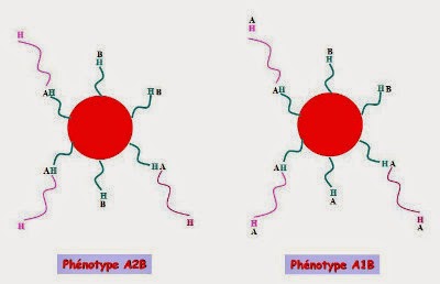 ReprÃ©sentation des globules rouges AB