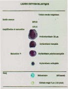 Ligné érythrocytaire