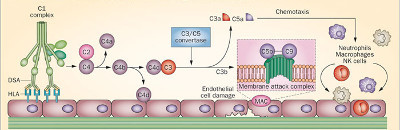 Adsorption des antigènes du système Chido-Rodgers