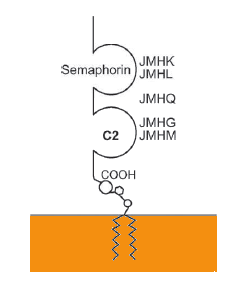 Représentation schématique du systÃ?Â¨me JMH