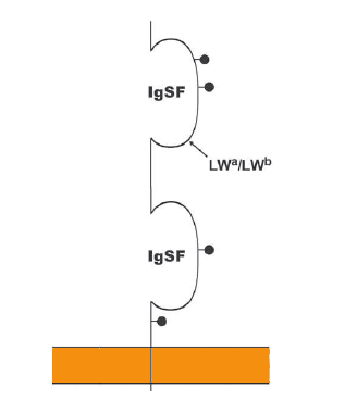 Représentation Schématique du système LW