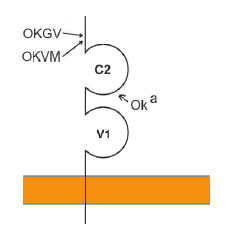 Représentation Schématique du système OK