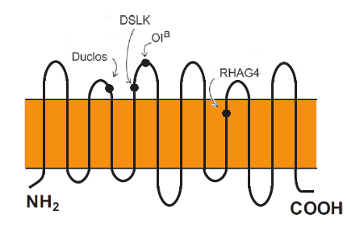 Représentation graphique du système RHAG