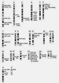 Schéma représentant la localisation des gènes des différents systèmes sur les chromosomes