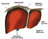 Schéma du foie avec les lobes, la vésicule biliaire et le diaphragme