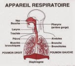 Schéma de l'appareil respiratoire (bouche, nez, trachée, poumons)