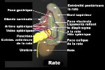 Schéma de la rate avec ces différents consituants