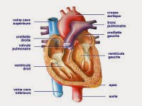 Schéma du coeur visualisant les veines, les oreillettes et les ventricules
