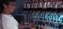 photo de la préparation des produits sanguins labiles avant la transfusion de sang