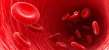 Globules rouges dans la circulation sanguine