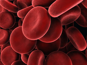 photo de globules rouges
